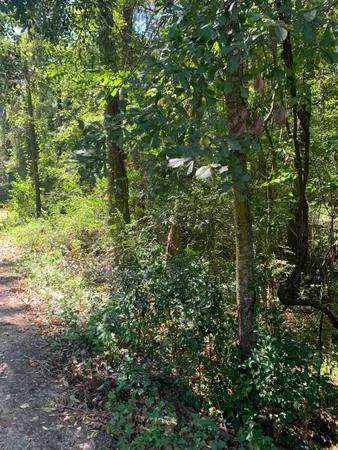 $179,000 | 0 Buck Lake Road, Tallahassee, FL 32317