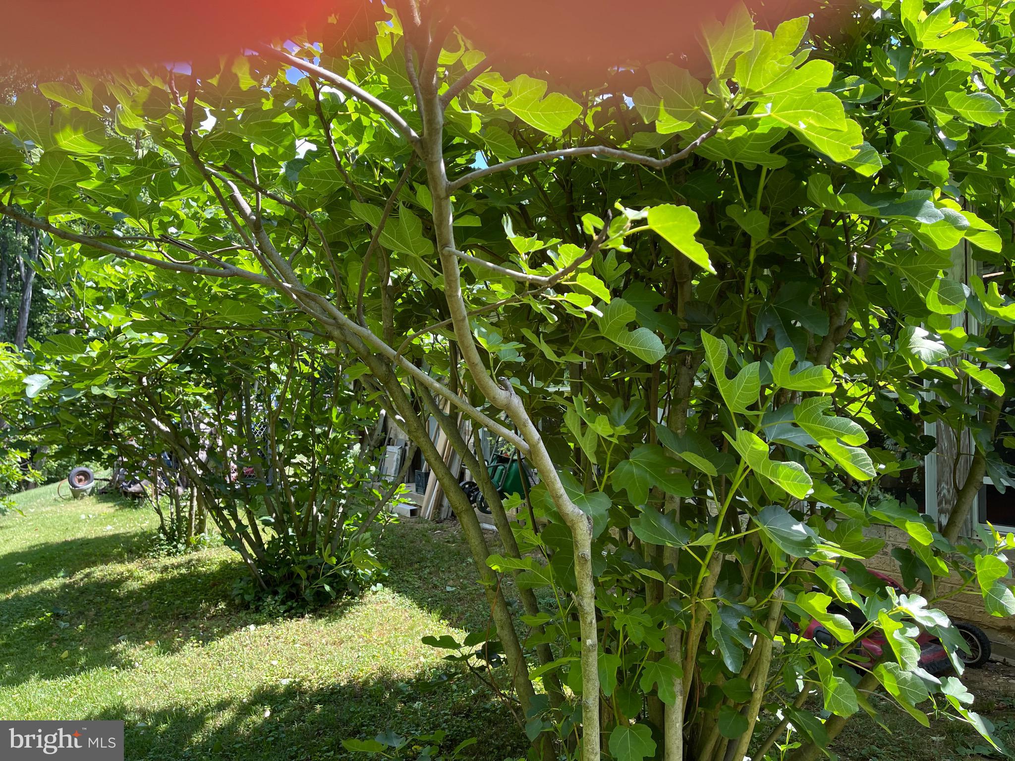 12815 Glynis Road Clinton, MD 20735 - Photo 16 of 39 Fig trees