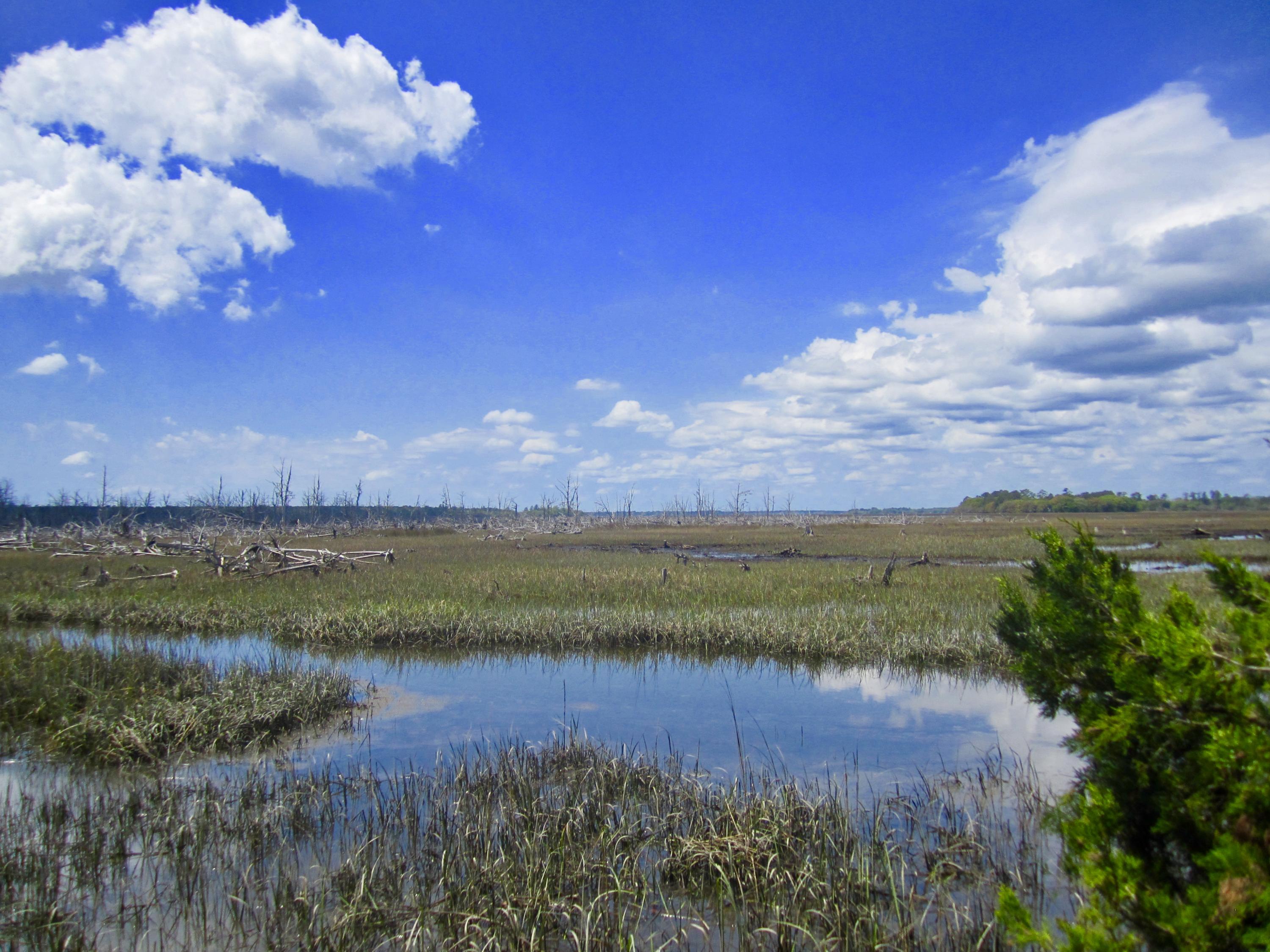 1499 Ravens Bluff Road Johns Island, SC 29455 - Photo 2 of 14 fullsizeoutput_cd2