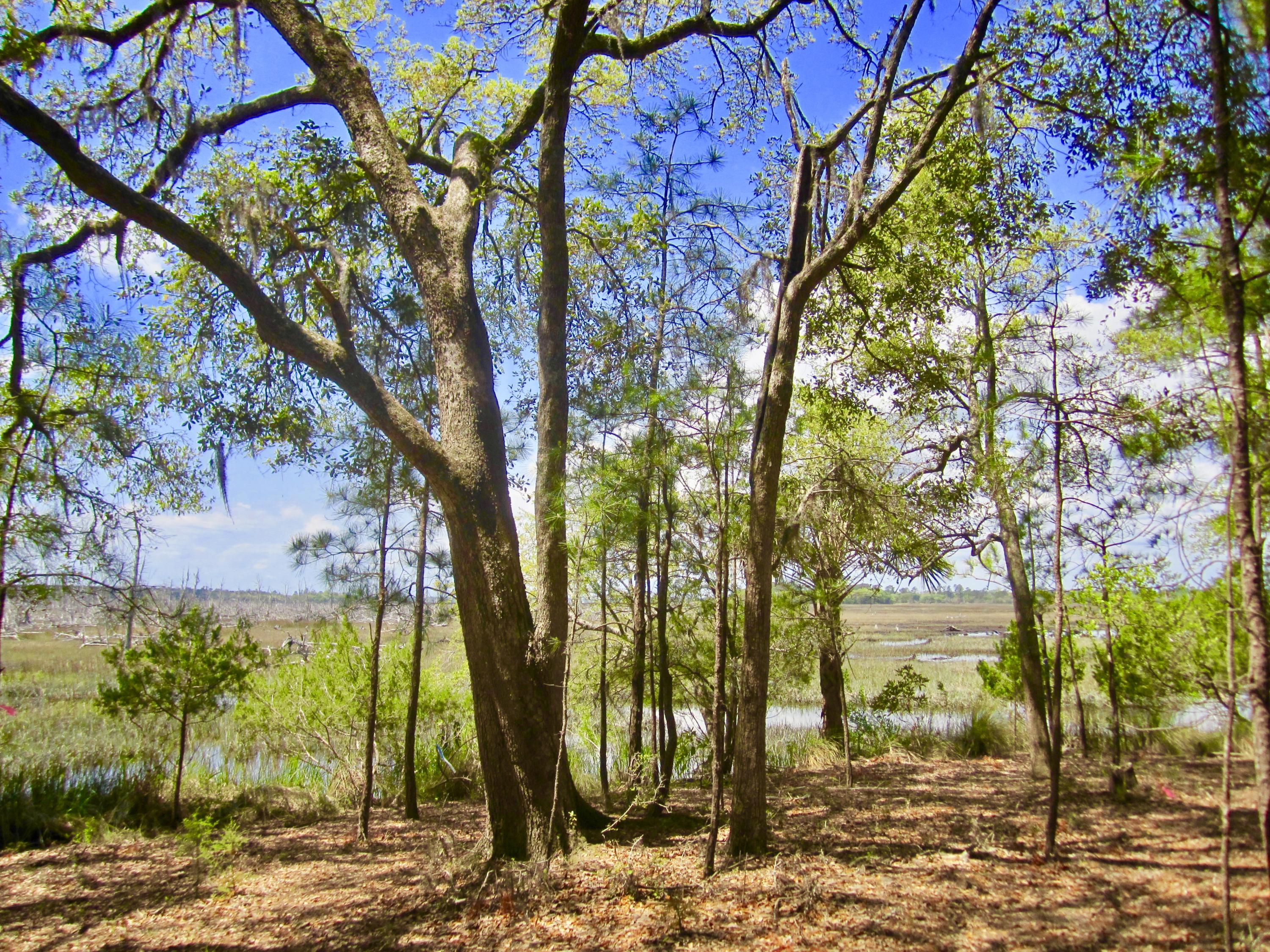 1499 Ravens Bluff Road Johns Island, SC 29455 - Photo 12 of 14 fullsizeoutput_cdf