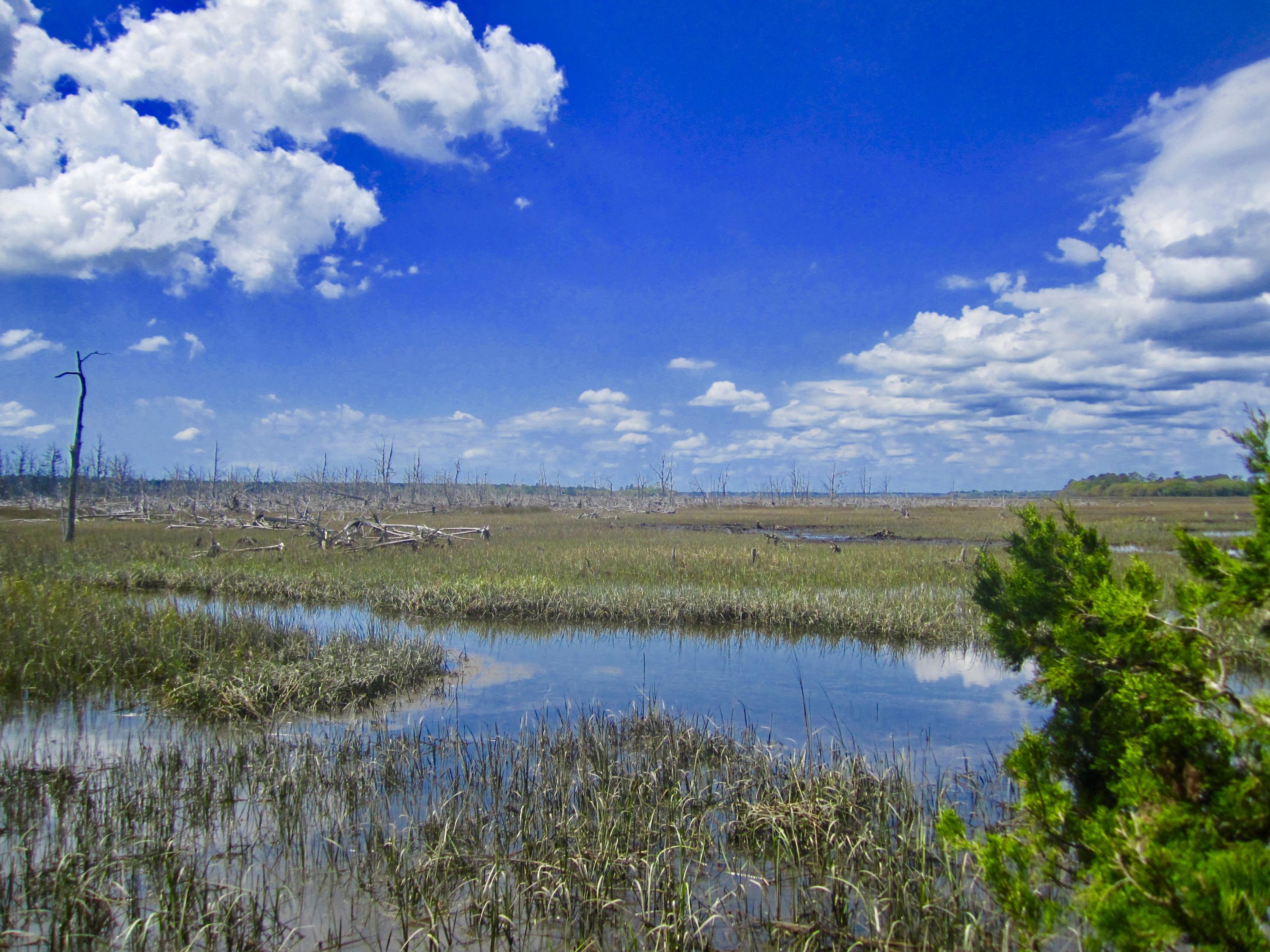 1499 Ravens Bluff Road Johns Island, SC 29455 - Photo 3 of 14 fullsizeoutput_cce