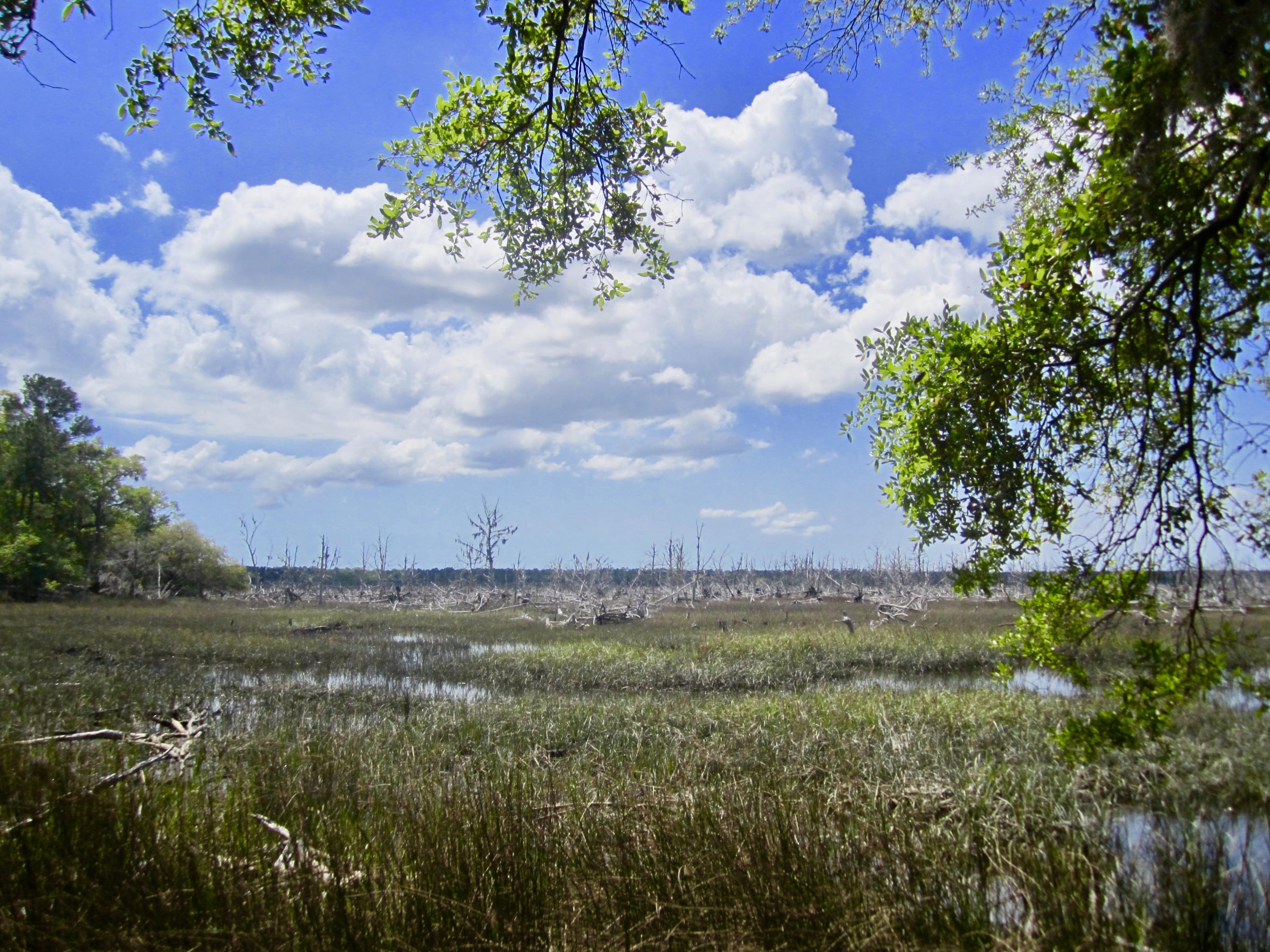 1499 Ravens Bluff Road Johns Island, SC 29455 - Photo 6 of 14 fullsizeoutput_cd3