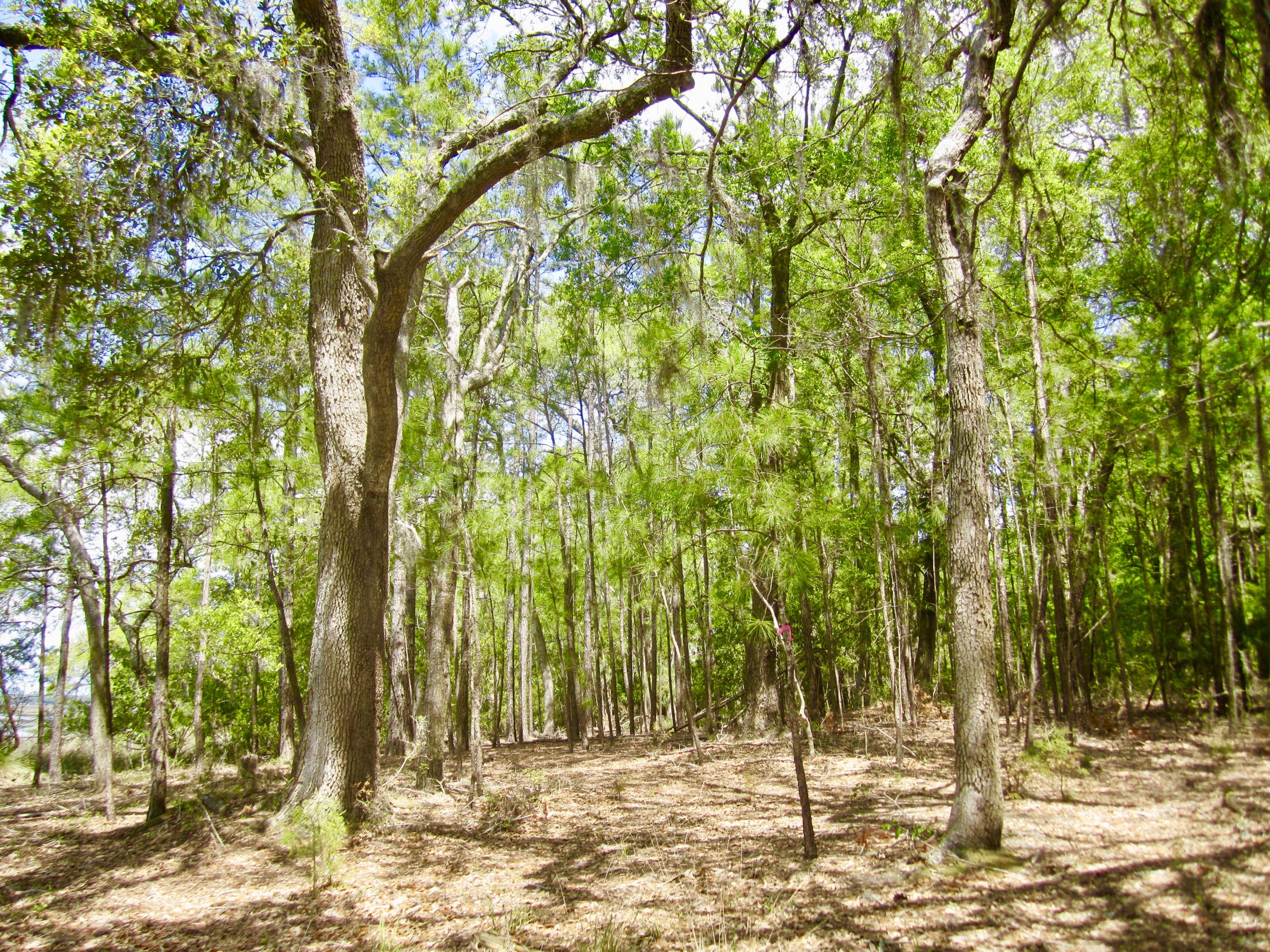 1499 Ravens Bluff Road Johns Island, SC 29455 - Photo 7 of 14 fullsizeoutput_cd7