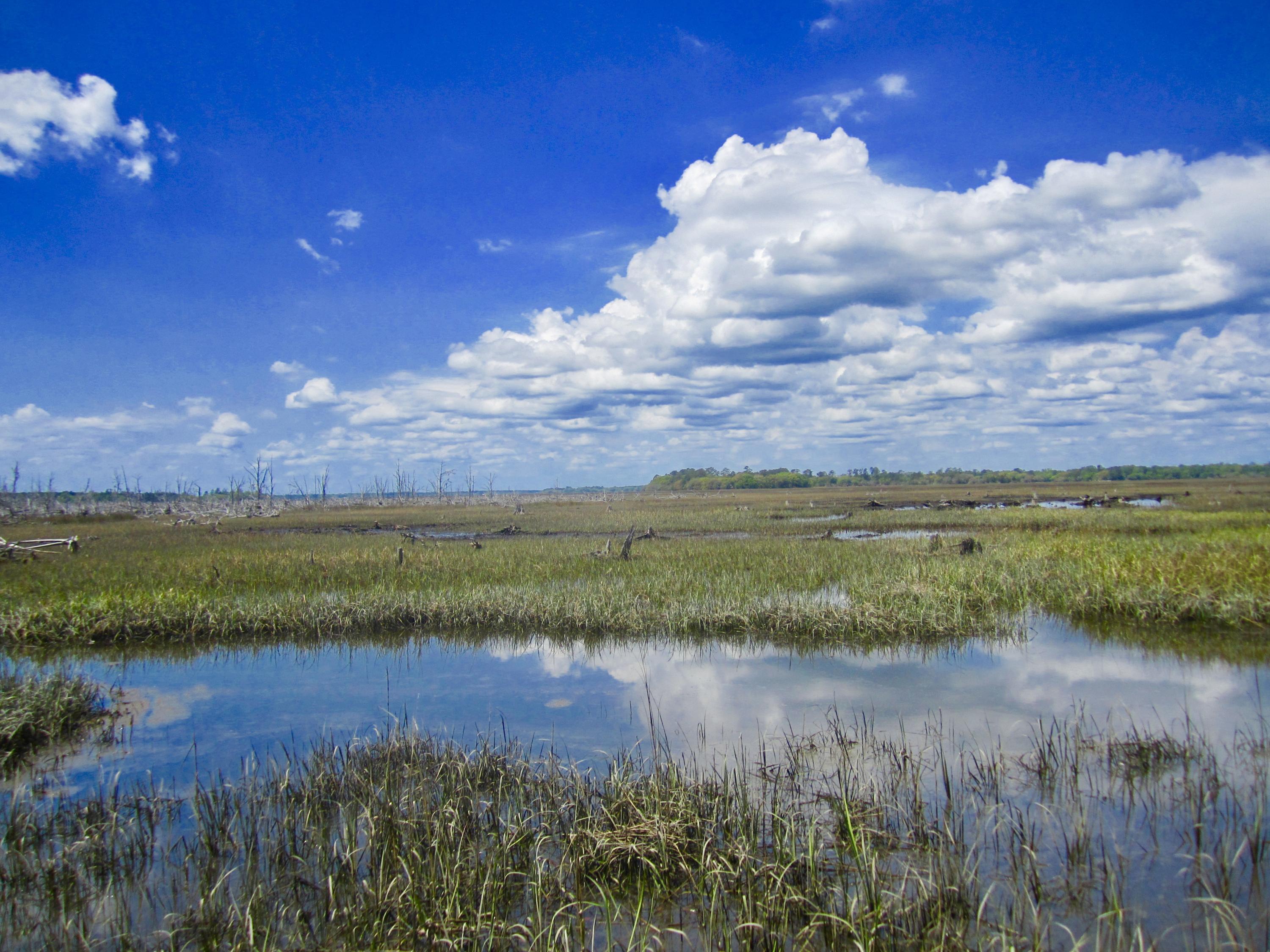 1499 Ravens Bluff Road Johns Island, SC 29455 - Photo 10 of 14 fullsizeoutput_cdd