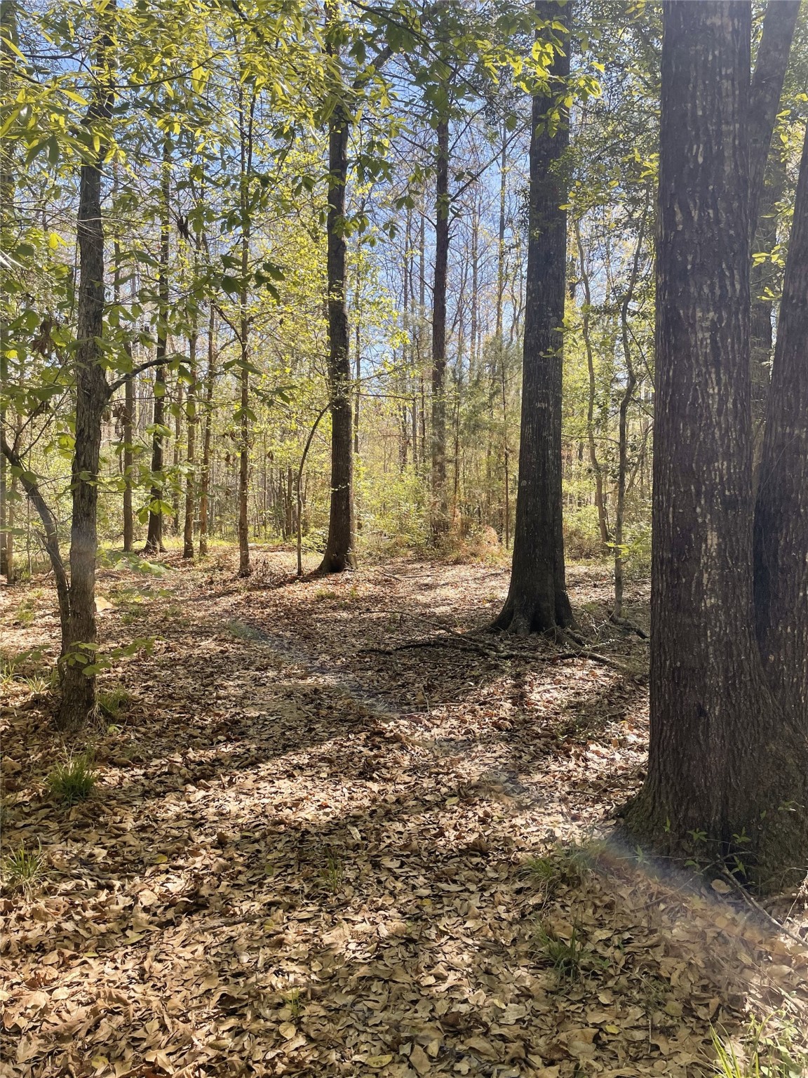 4219 County Road 4219 Orange, TX 77632 - Photo 14 of 14