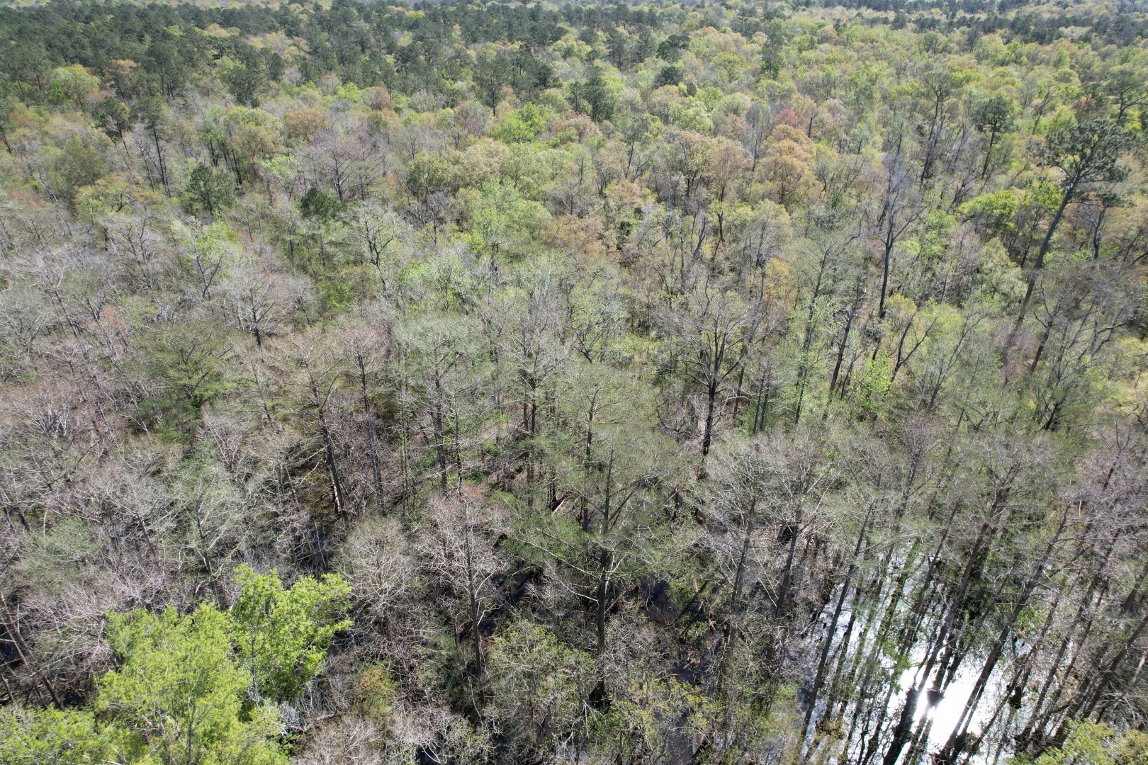 4219 County Road 4219 Orange, TX 77632 - Photo 4 of 14