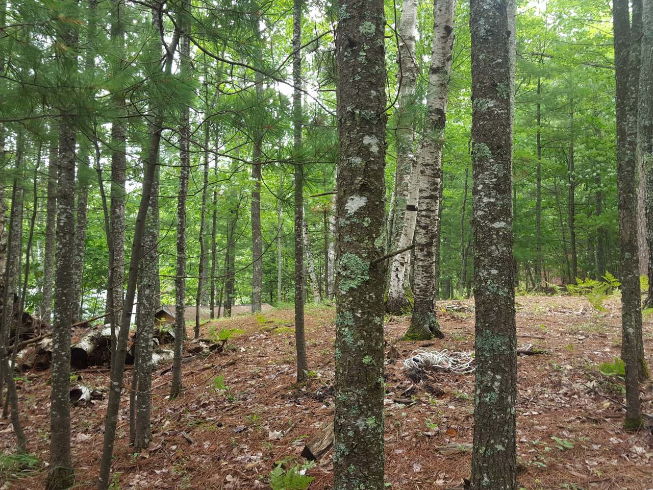 On Birch Road Land O'Lakes, WI 54540 - Photo 8 of 20 Gallery Image 8