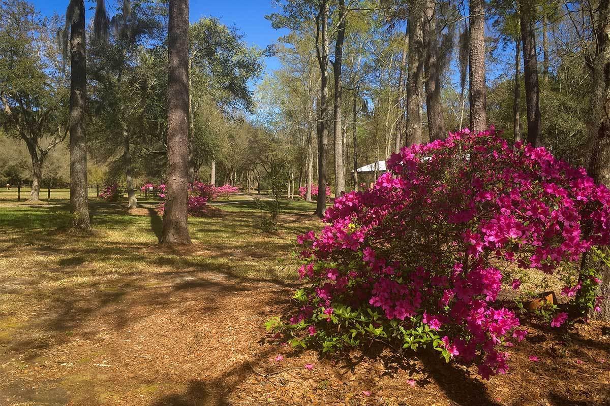 5827 Grimshaw Road Johns Island, SC 29455 - Photo 19 of 78 5827GrimshawRd-7930
