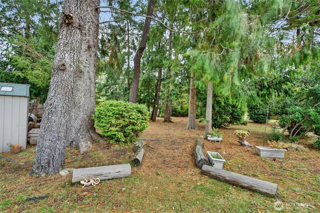 a view of a backyard with plants and large trees