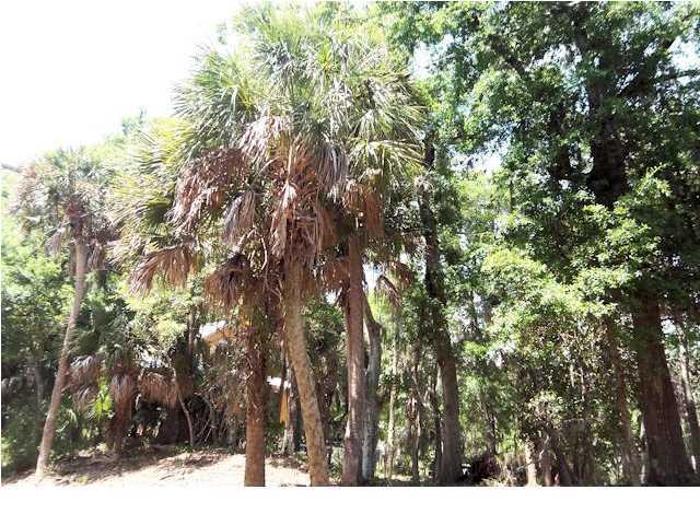 711 Jungle Road Edisto Beach, SC 29438 - Photo 7 of 23 Additional Photo