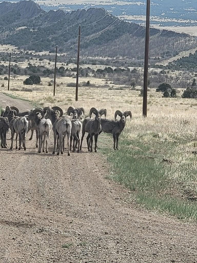 2004 Bear Springs Road Walsenburg, CO 81089 - Photo 8 of 68