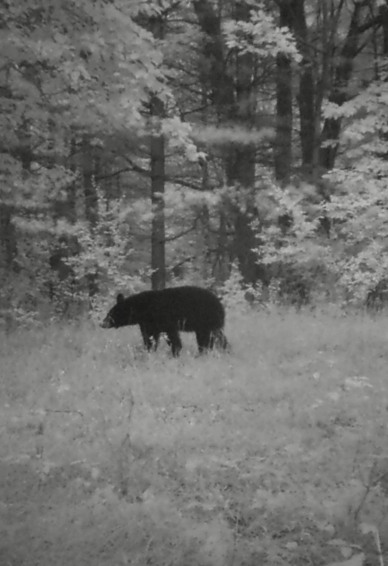 9 9 Mile Road Kingsley, MI 49649 - Photo 25 of 66