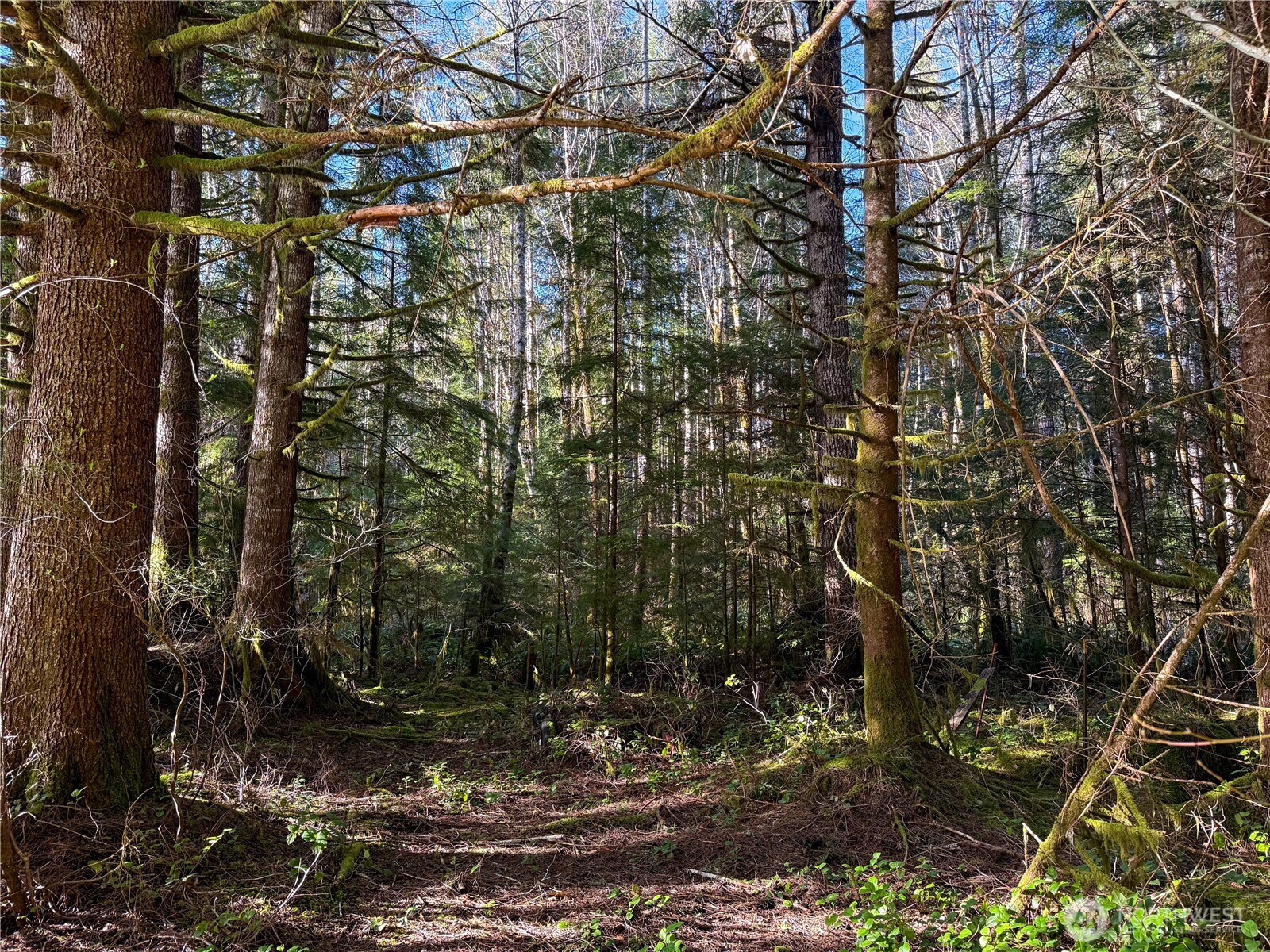 3190 East Hoquiam Road Hoquiam, WA 98550 - Photo 13 of 18 a view of a forest with a tree