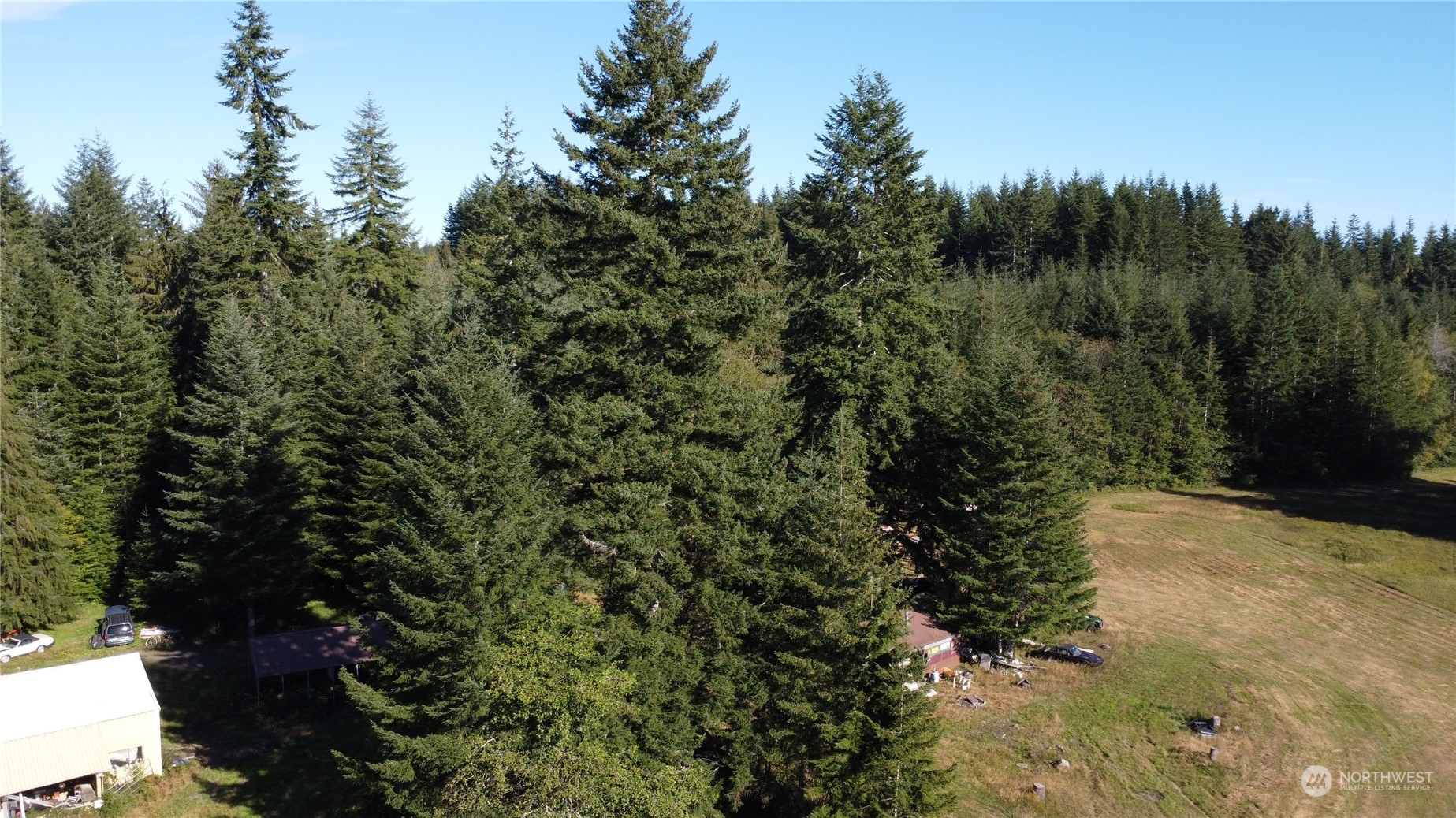 3190 East Hoquiam Road Hoquiam, WA 98550 - Photo 24 of 28 a view of a forest with a tree in the background