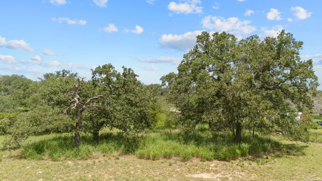 a view of a bunch of trees in a field