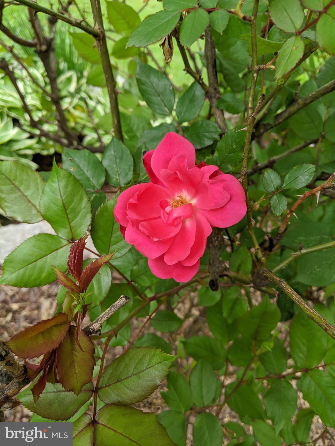 2080 Golf Course Drive Reston, VA 20191 - Photo 44 of 48