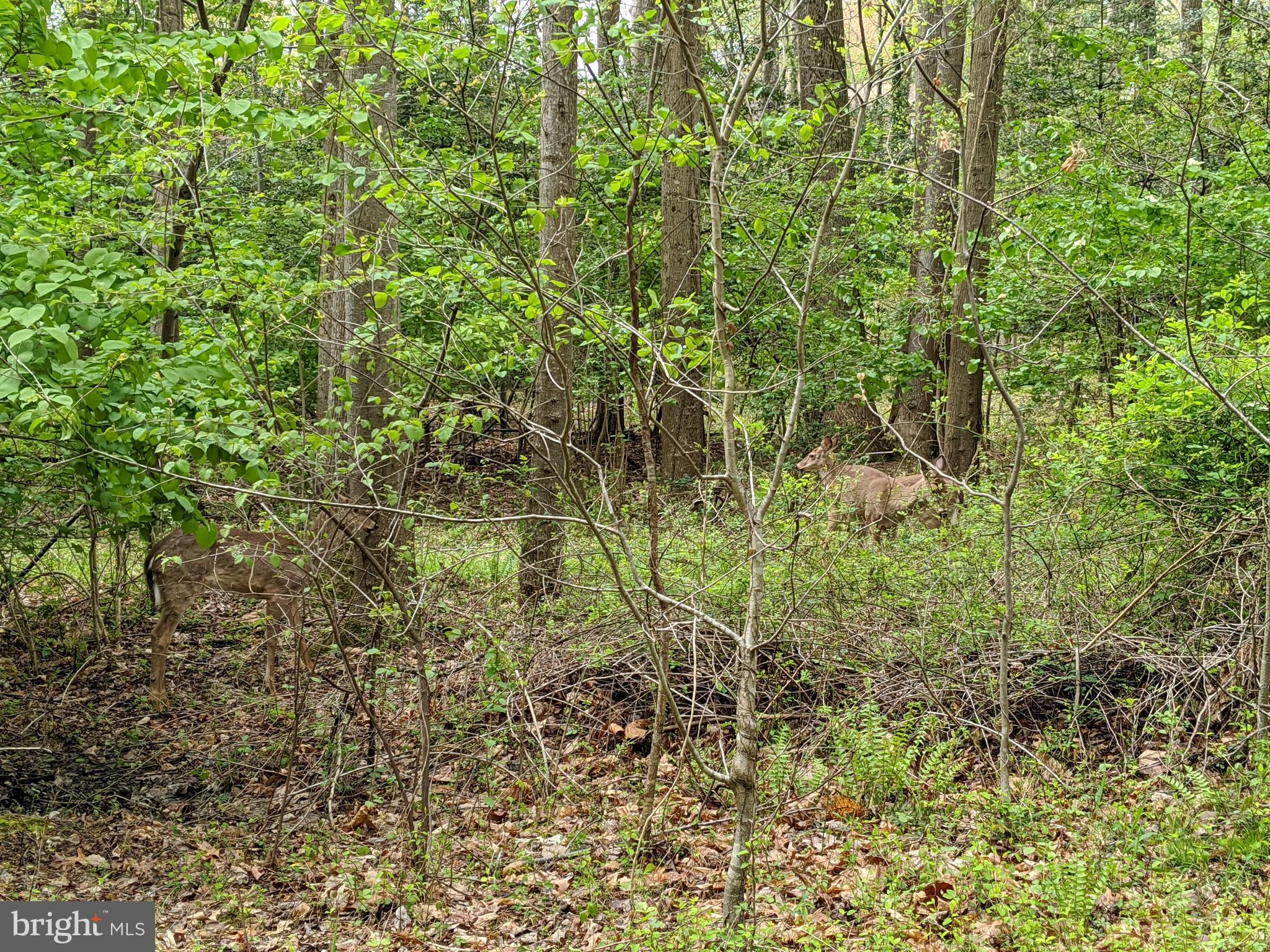 2080 Golf Course Drive Reston, VA 20191 - Photo 45 of 48