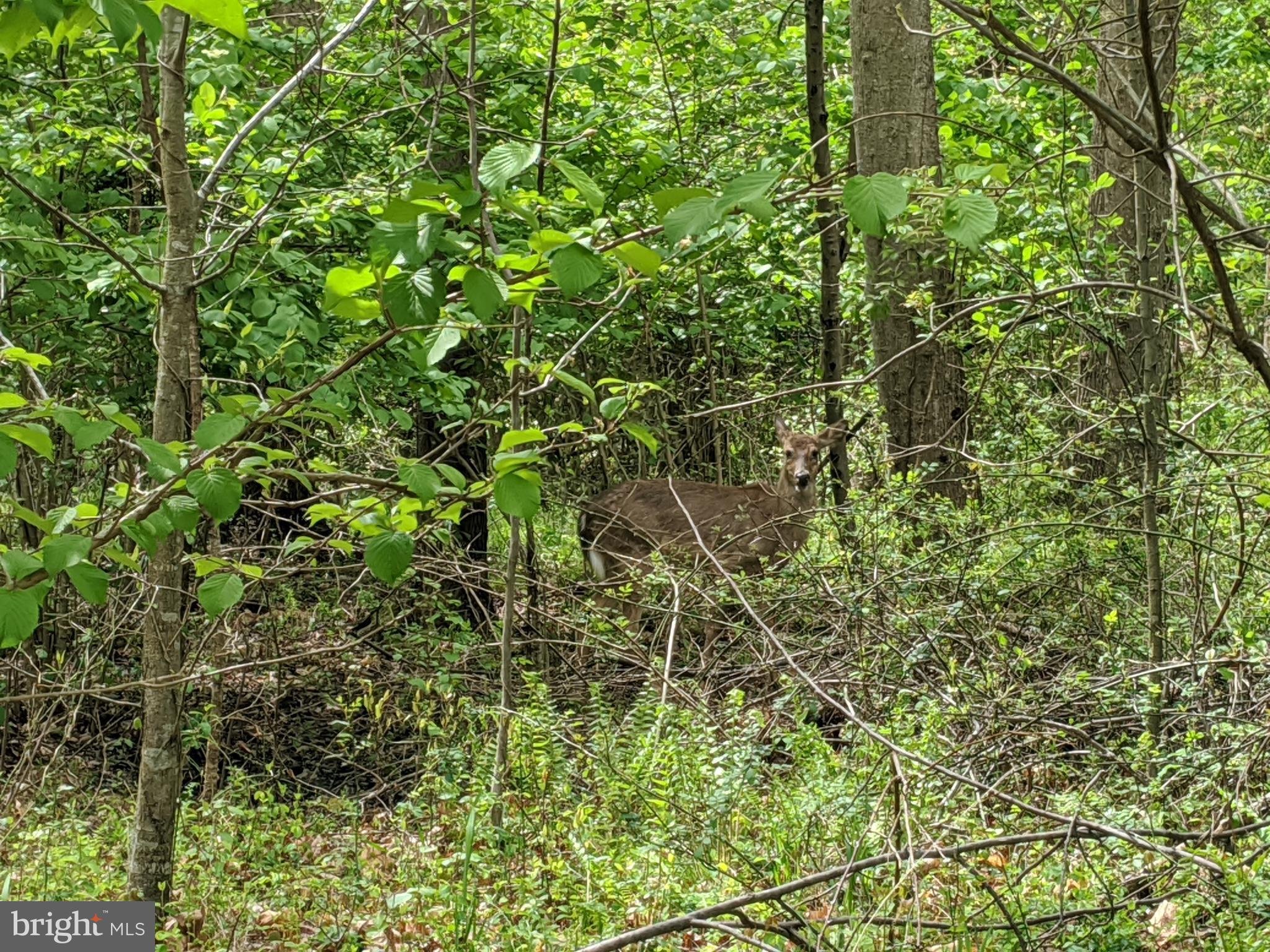 2080 Golf Course Drive Reston, VA 20191 - Photo 46 of 48