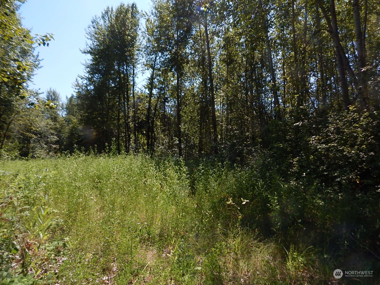 1135 East Axton Road Bellingham, WA 98226 - Photo 5 of 9 a view of a lush green forest with lawn chairs under an umbrella