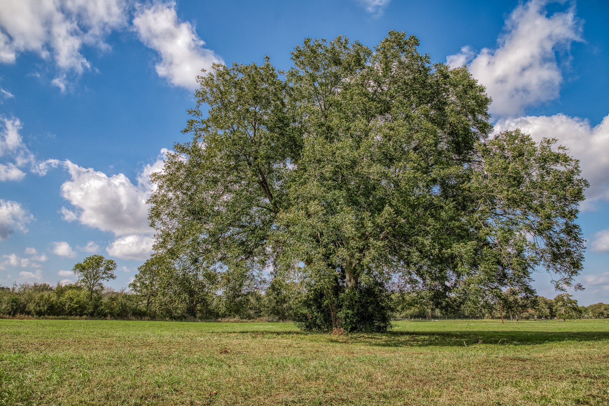 5 Sun Oil Road Brenham, TX 77833 - Photo 12 of 28 a view of a yard