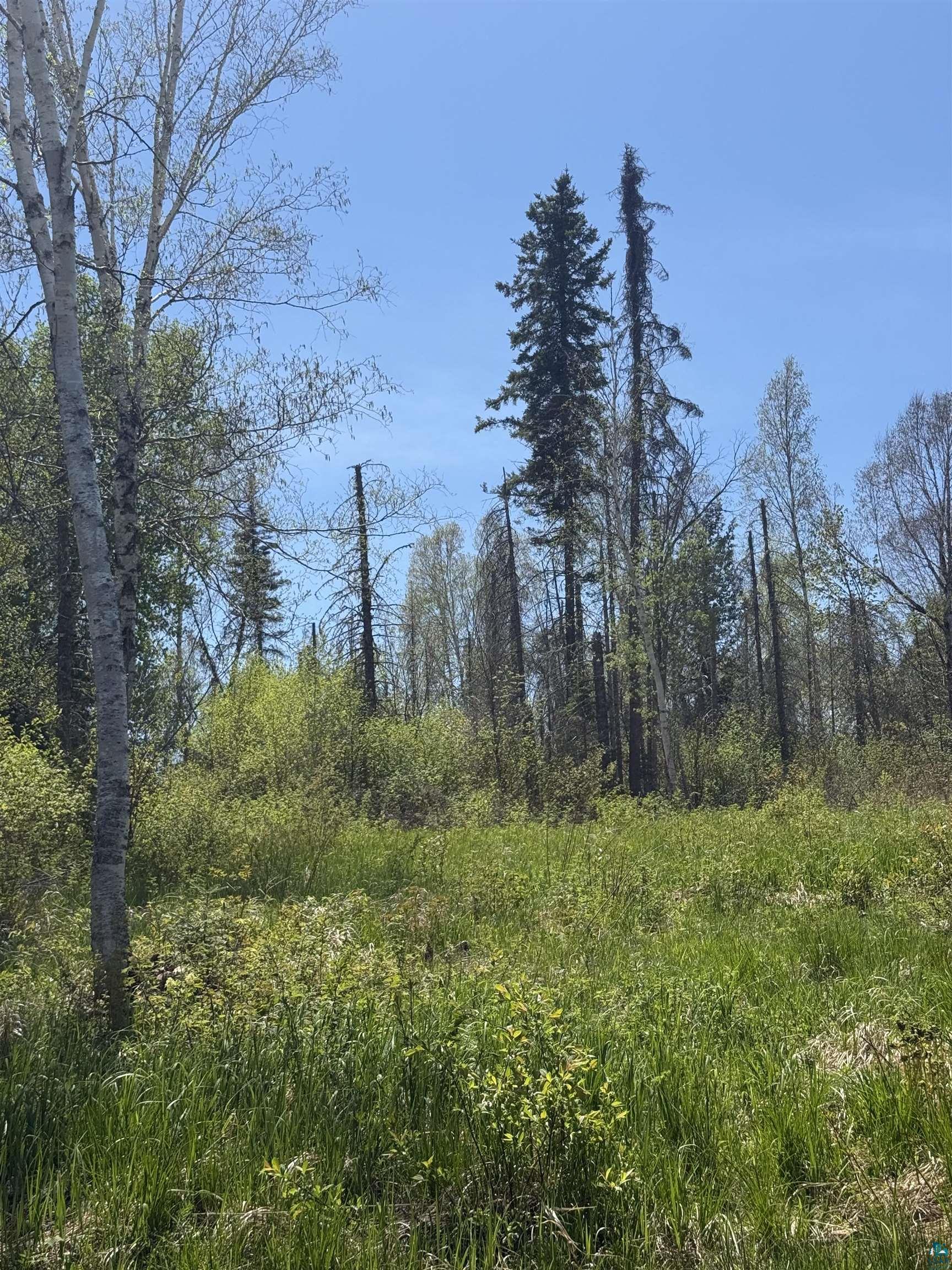 Tbd Crown Creek Road Finland, MN 55603 - Photo 8 of 14