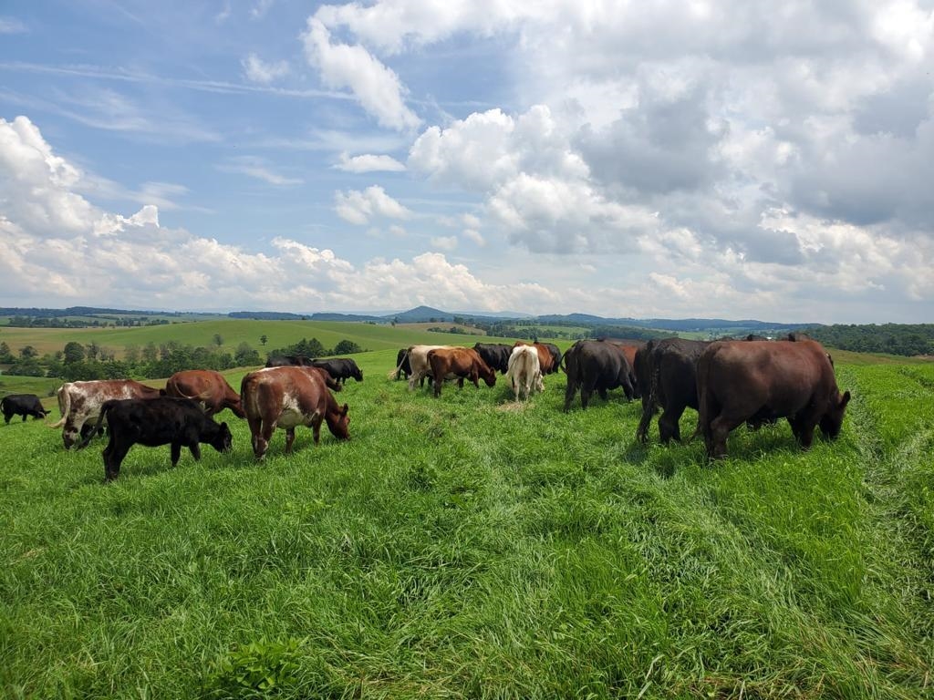 656 North Mountain Road Swoope, VA 24479 - Photo 3 of 6 a view of a bunch of animals grazing on a lush green field