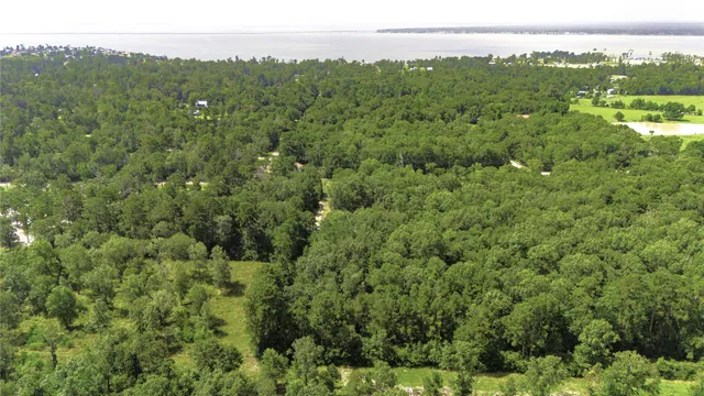 a view of a city from a lush green forest