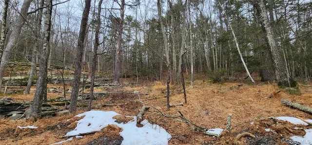 a view of a forest with lots of trees