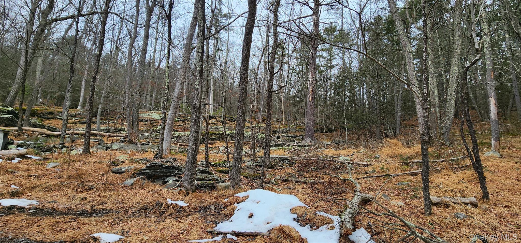 Deer Hill Road Wurtsboro, NY 12790 - Photo 3 of 3 a view of a forest with lots of trees