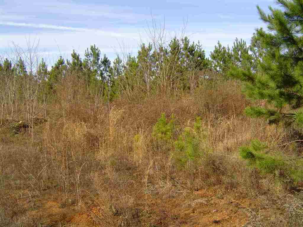 299 State Rd S-37-381 Seneca, SC 29678 - Photo 8 of 9 Gallery Image 8