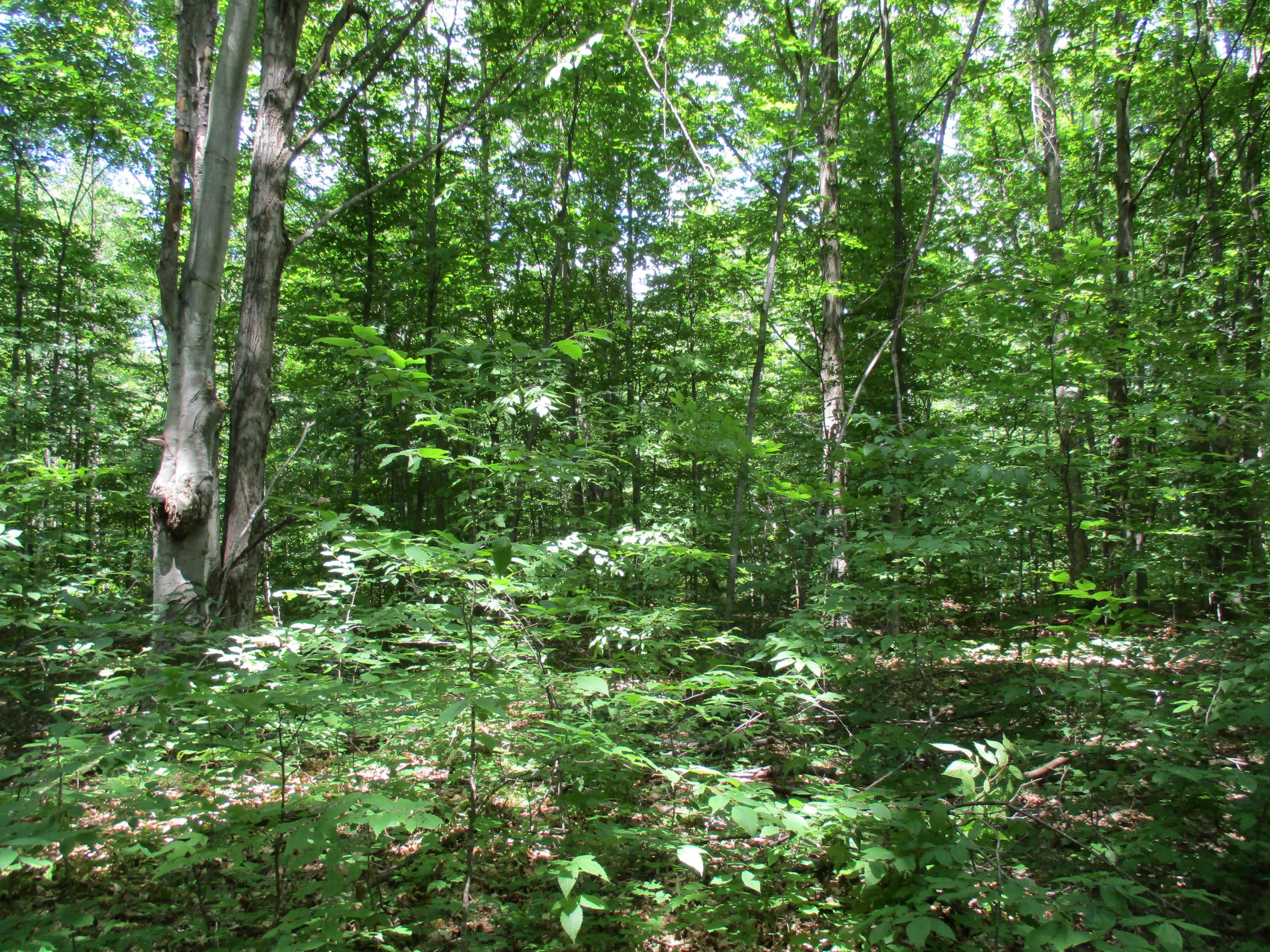 Wolf Road Frederic, MI 49733 - Photo 8 of 14 Gallery Image 8