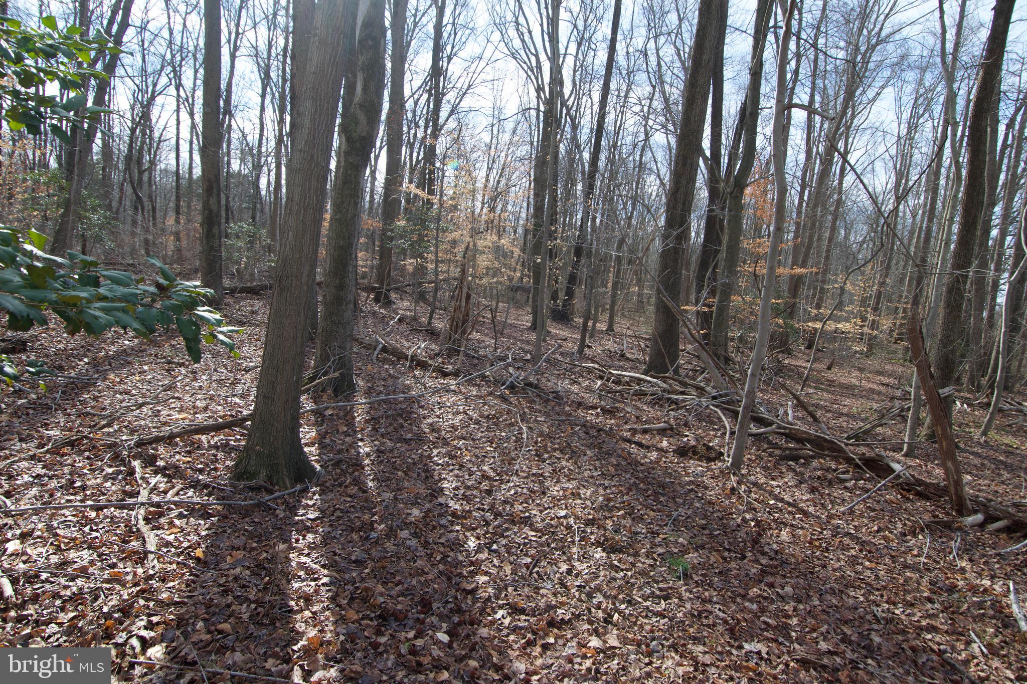 0 Carroll Clark Road Galena, MD 21635 - Photo 26 of 40