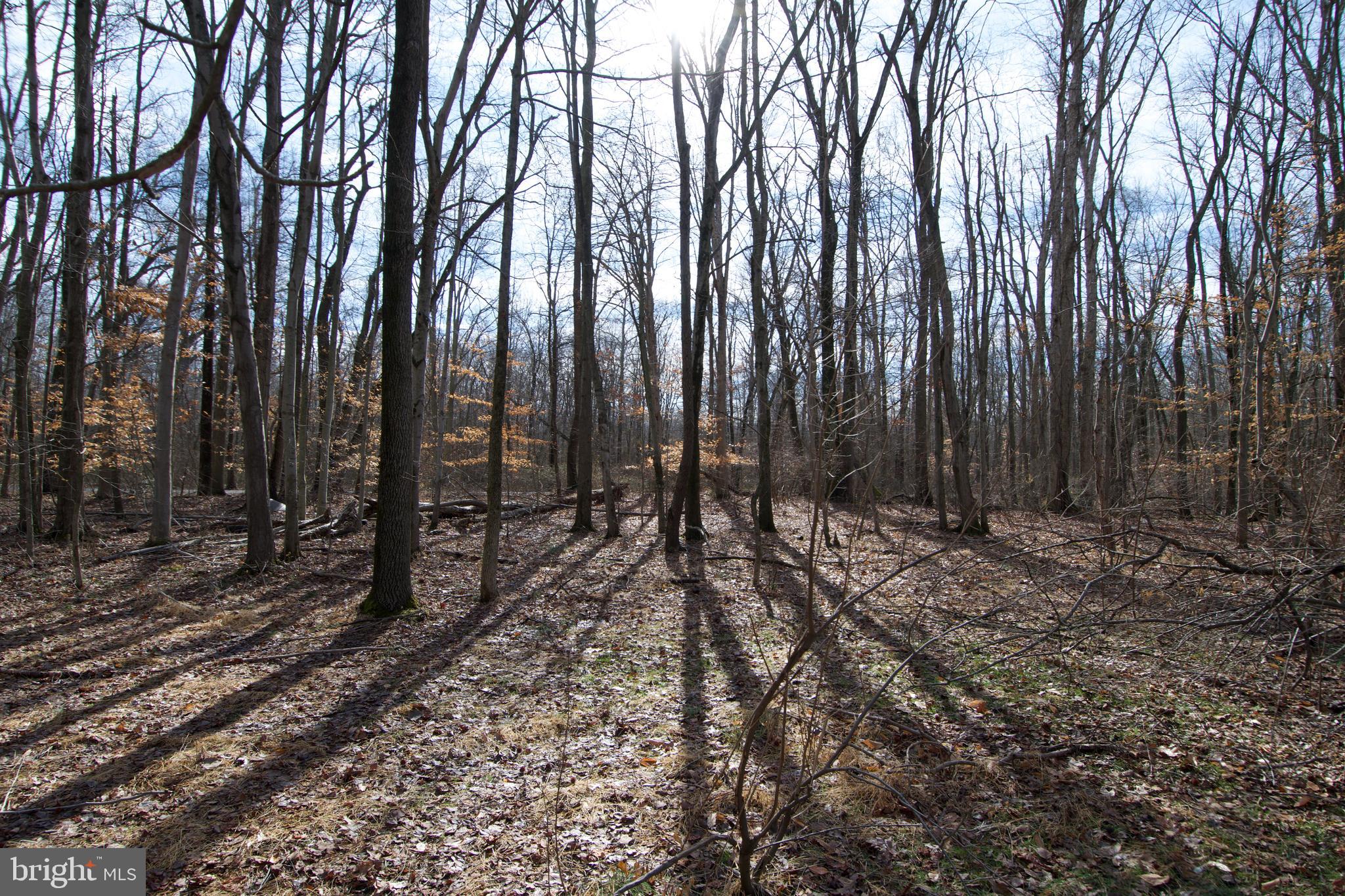 0 Carroll Clark Road Galena, MD 21635 - Photo 29 of 40