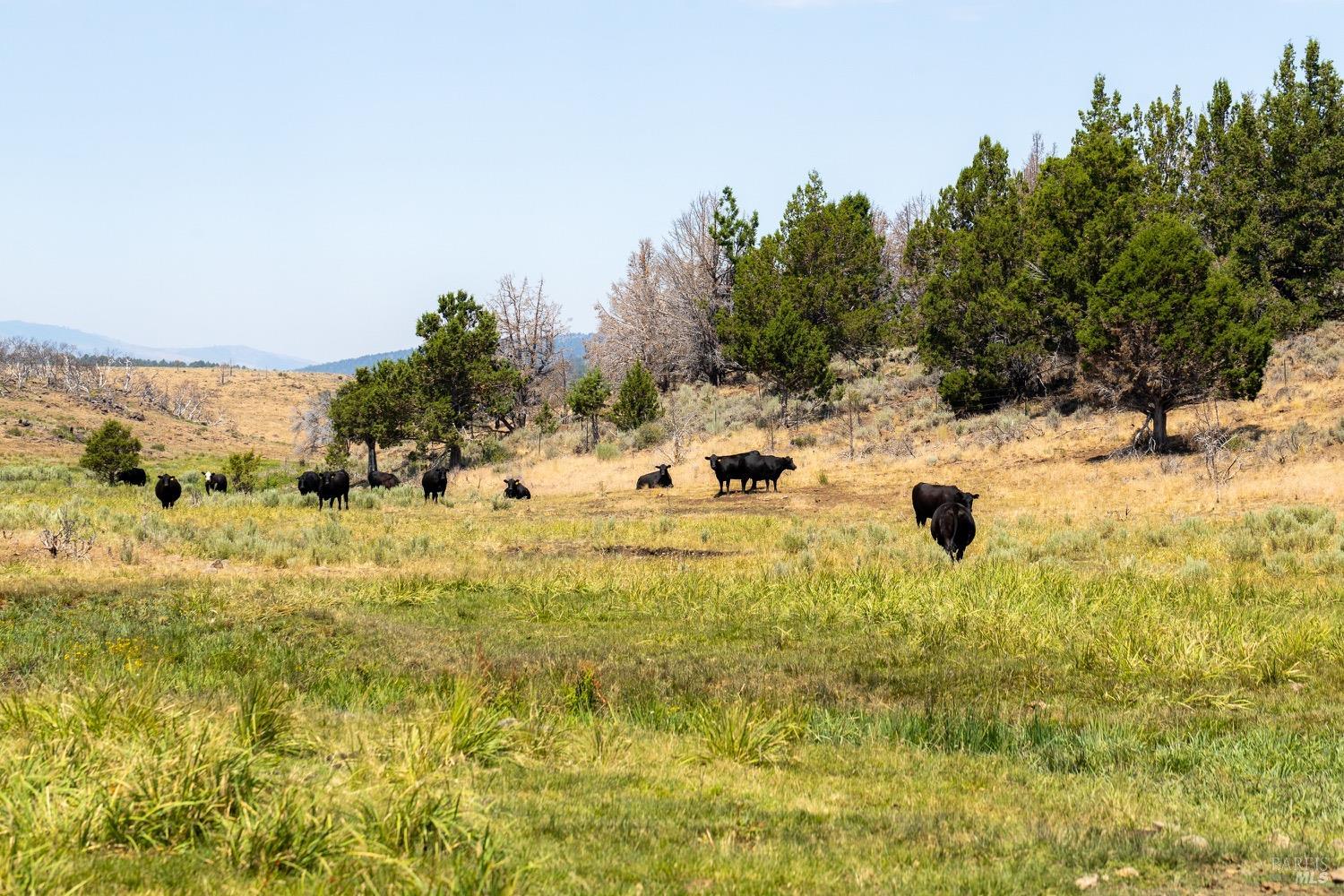 0 Cold Springs Road Ravendale, CA 96123 - Photo 6 of 24