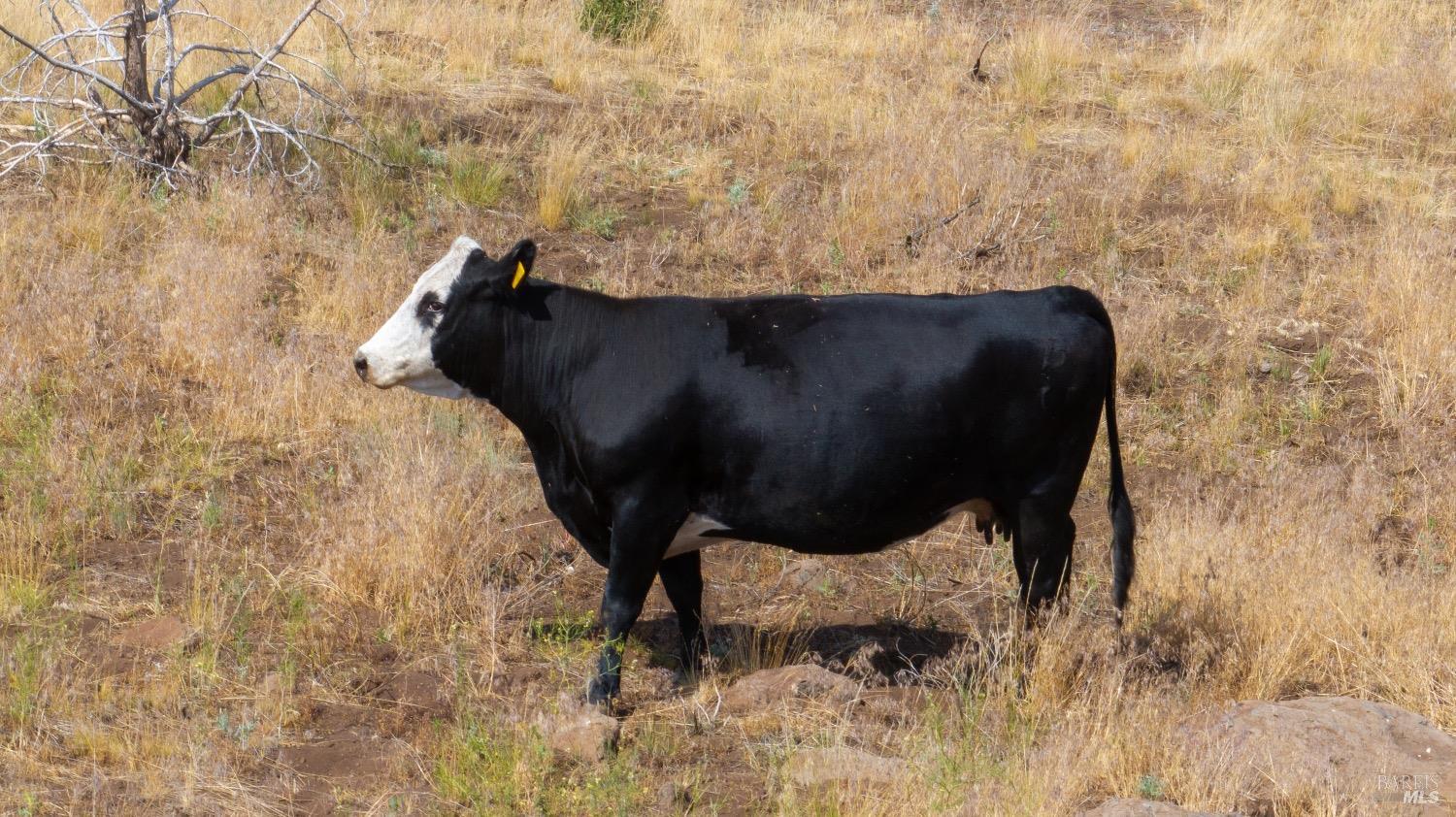 0 Cold Springs Road Ravendale, CA 96123 - Photo 8 of 24