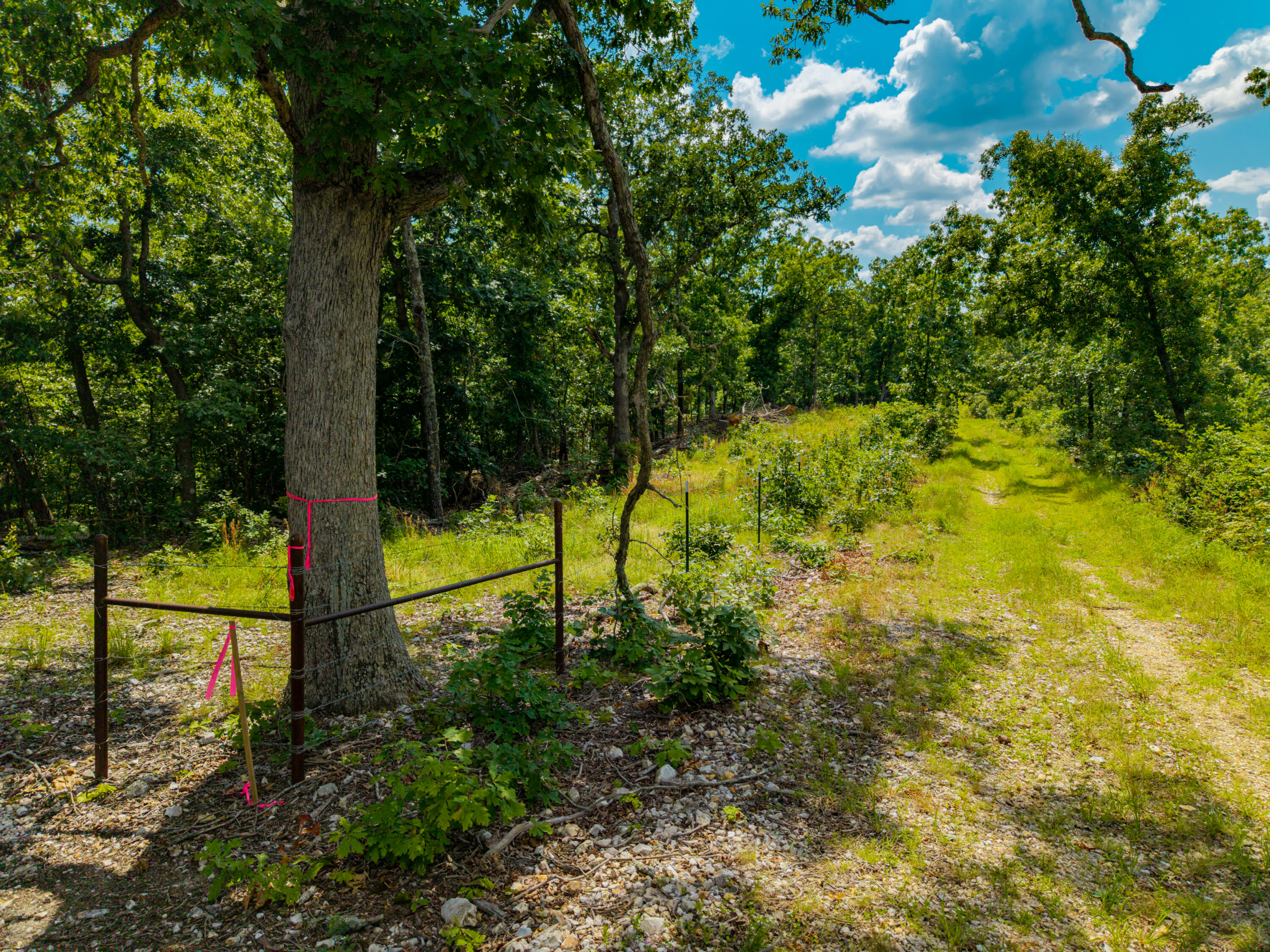 0 Berry Road Cabool, MO 65689 - Photo 43 of 43 000 Berry Rd-74