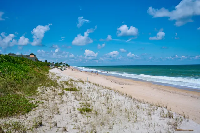 a view of a yard with plants and large trees