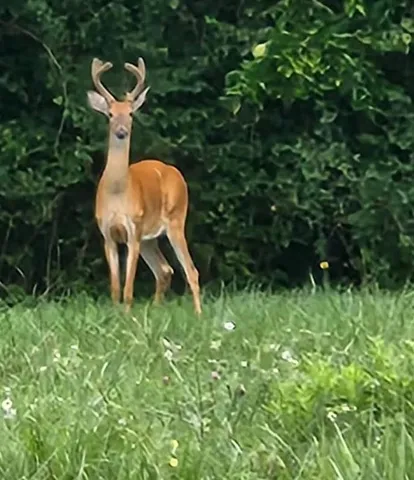 $350,000 | Alley Jackson Road, Lee's Summit, MO 64086