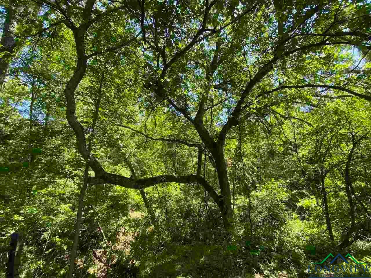 Tbd Orchid Road Ore City, TX 75683 - Photo 14 of 36 Gallery Image 14
