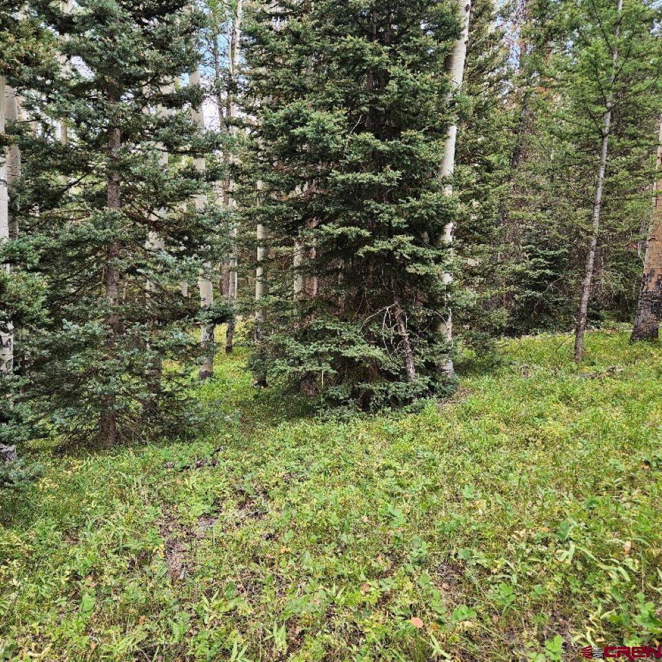390 Rim Road Cimarron, CO 81220 - Photo 11 of 13 a view of a house with a lush green forest