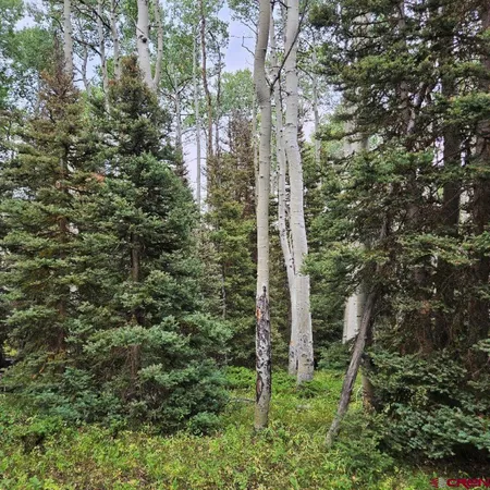 a view of forest