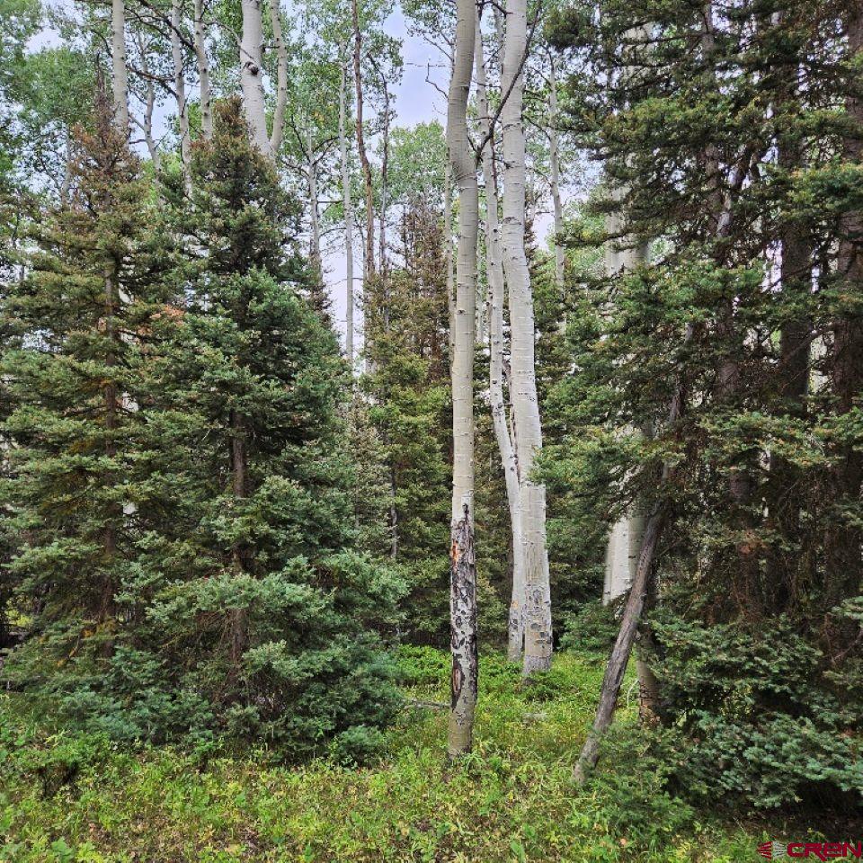 390 Rim Road Cimarron, CO 81220 - Photo 13 of 13 a view of forest