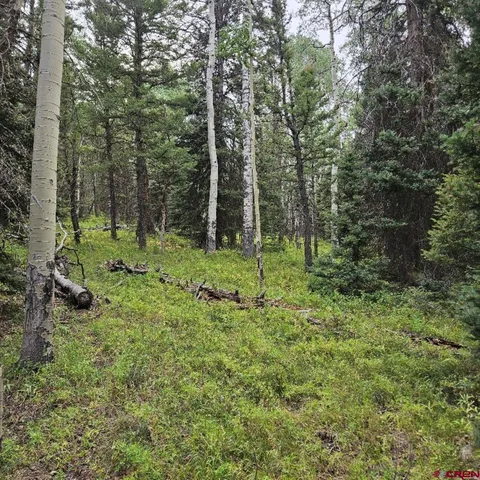 a big yard with lots of green space and trees
