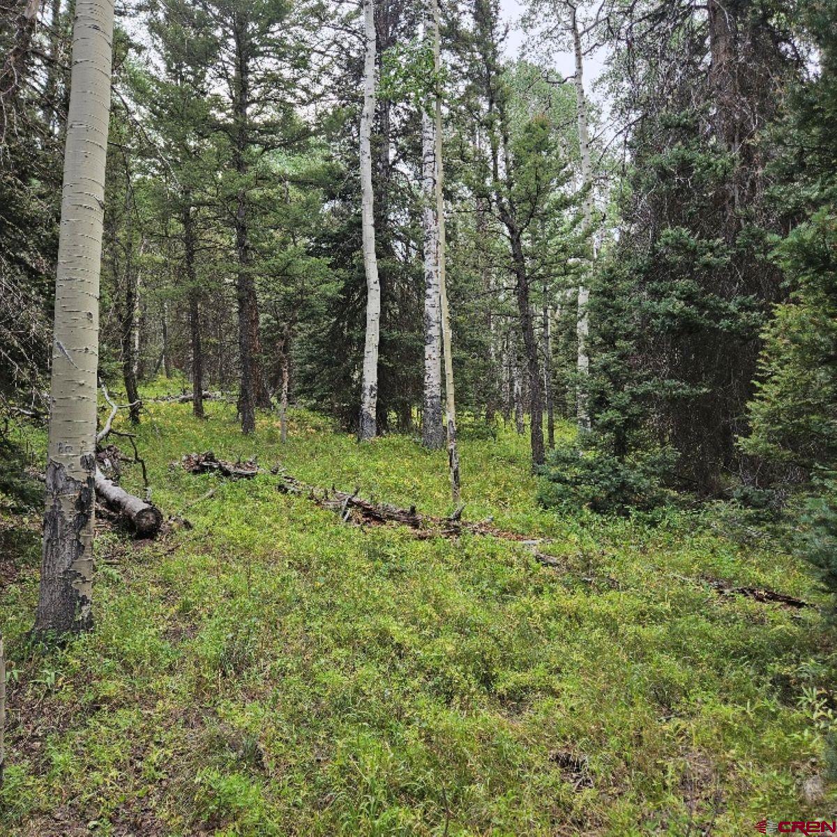 390 Rim Road Cimarron, CO 81220 - Photo 2 of 13 a big yard with lots of green space and trees