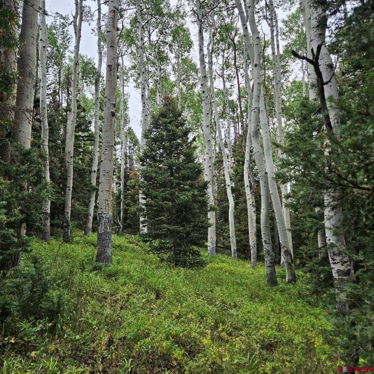 390 Rim Road Cimarron, CO 81220 - Photo 3 of 13 a view of outdoor space and green space