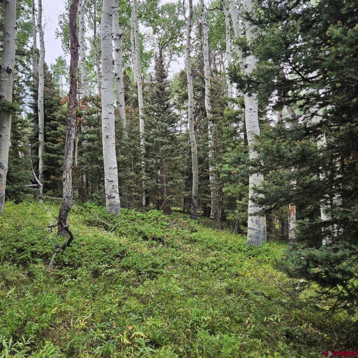 390 Rim Road Cimarron, CO 81220 - Photo 4 of 13 a green field with lots of tall trees