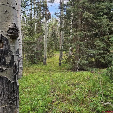 a view of a forest