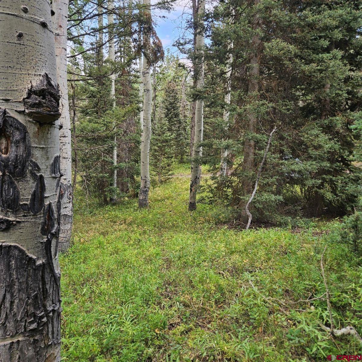 390 Rim Road Cimarron, CO 81220 - Photo 5 of 13 a view of a forest