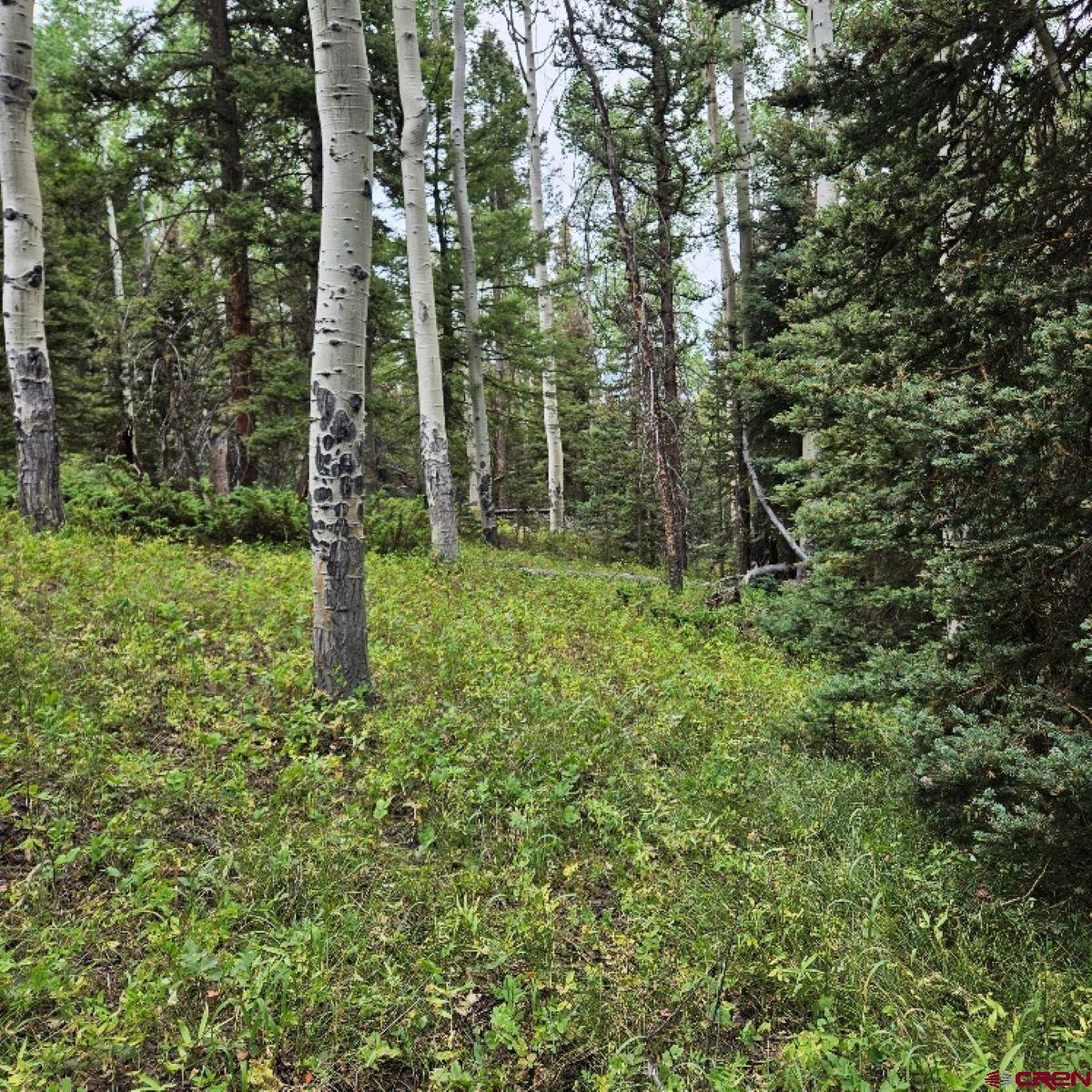 390 Rim Road Cimarron, CO 81220 - Photo 6 of 13 a view of a forest with a tree