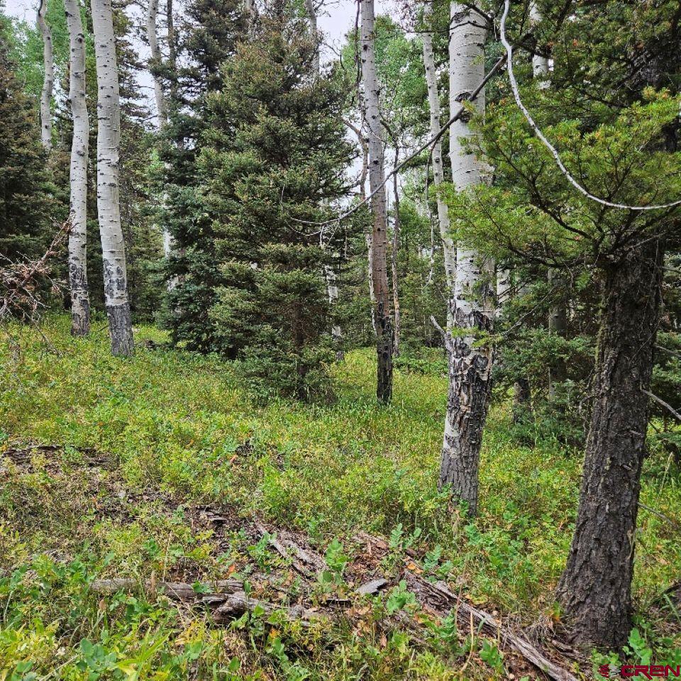 390 Rim Road Cimarron, CO 81220 - Photo 9 of 13 a lush green forest with lots of trees